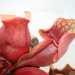 Sarracenia purpurea venosa var. burkii